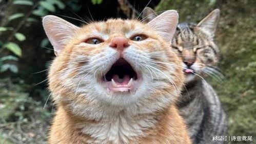 娱乐吃瓜茶小猫,揭秘茶小猫的瓜界传奇